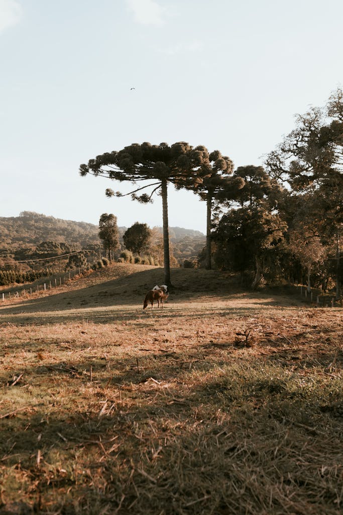 A horse is grazing in a field with trees